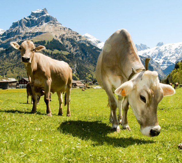 Kuh auf dem Berg