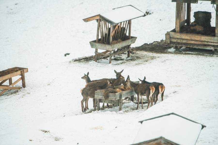 salzburgerland rehwild 2