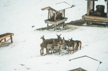 salzburgerland rehwild 2