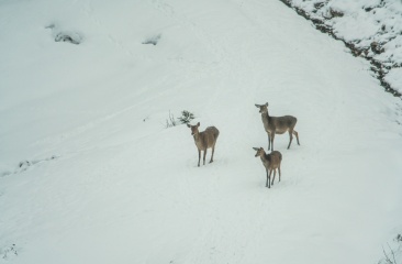 salzburgerland rehwild 3